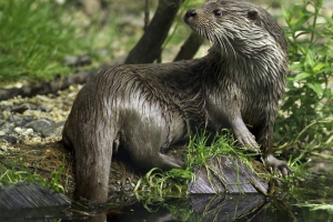 Stanovanje za otters: kako ga opremiti? Stanovanje za otters: kako ga opremiti?